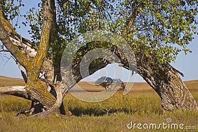 Kansas Tallgrass Prairie Prairie Preserve Cottonwood Arch Stock Photo