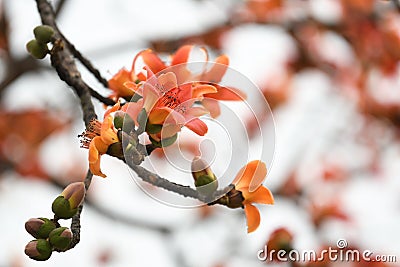 Kapok flowers in full bloom in spring Stock Photo