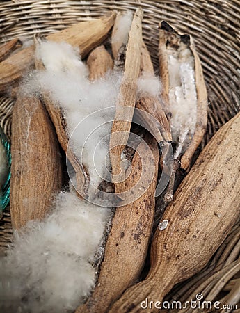 Kapok Seed Pods, Ceiba pentandra or white silk cotton Stock Photo
