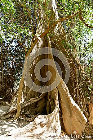 Beautiful large kapok tree lat. Ceiba pentandra Stock Photo