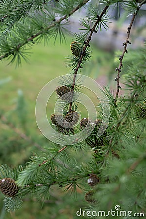 Japanese Karamatsu larch Larix kaempferi, needle-like leaves and seed cones Stock Photo