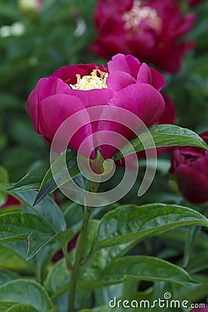 Karen Gray japanese type fuchsia red flower peony lactiflora in summer garden, close-up Stock Photo