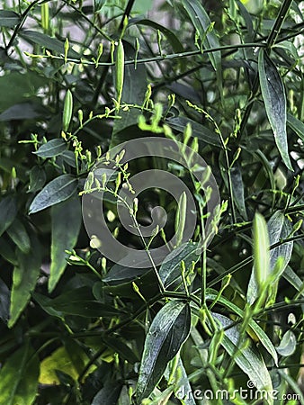 Kariyat plant or Andrographis paniculata.green leaves and small flower around tree Stock Photo