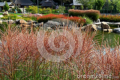 Karl Foerster Grass, Calamagrostis acutiflora grows in park landscape. Popular beautiful perennial Ornamental Feather reed grass Stock Photo