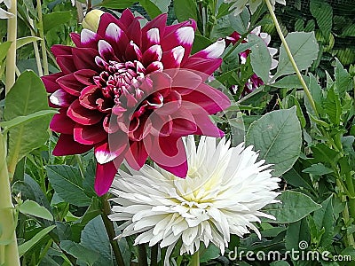 Karma yin yang and Snowy dahlia Stock Photo