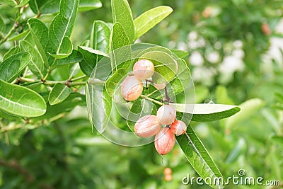 Karonda fruit on tree Stock Photo