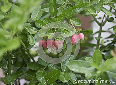 Karonda fruits Stock Photo