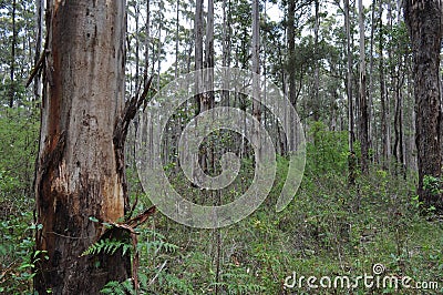 Karri and jarrah forest of the South West of Australia Stock Photo