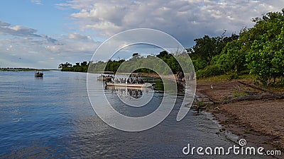 Three safari boats with tourists observing a small group of African elephants (loxodonta) at the shore of Chobe River. Editorial Stock Photo