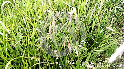 Kash saccharum spontaneum grass Stock Photo