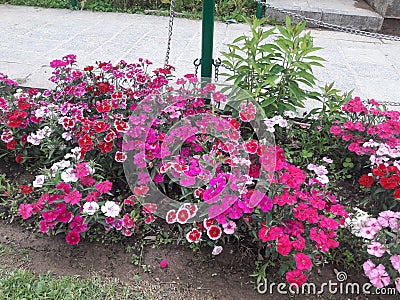 Kashmir beautiful flowers in garden Stock Photo