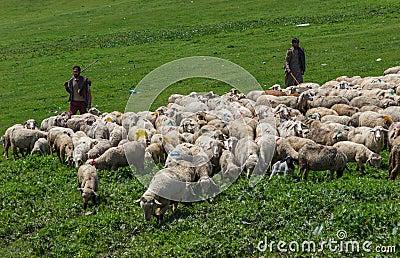 Kashmiri shepherd with sheep grazing Editorial Stock Photo