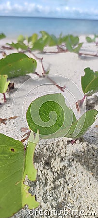 the katang plant on the edge of Laskar Pelangi beach Stock Photo