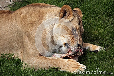 Katanga lion (Panthera leo bleyenberghi). Stock Photo