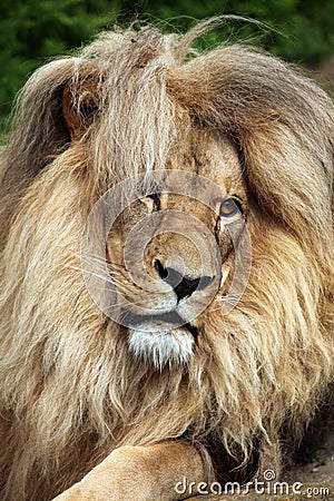 Katanga lion (Panthera leo bleyenberghi). Stock Photo