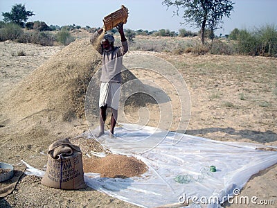 Farmer of Rajasthan doing various agricultural work in his field Editorial Stock Photo