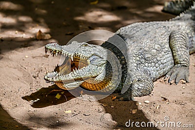 Katchikally Crocodile Pool in Gambia Stock Photo