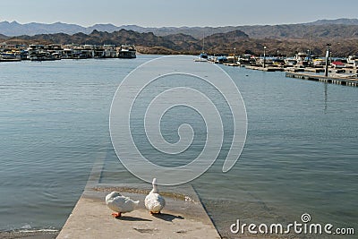Katherine Landing Marina, Lake Mohave, geese on the boat launch Stock Photo