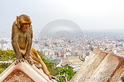 Kathmandu cityscape and rhesus monkey Stock Photo