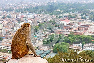 Kathmandu cityscape and rhesus monkey Stock Photo