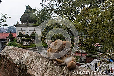 Kathmandu, Nepal, Pashupatinath Temple, Shiva, hinduism, religion, hindu temple, Bagmati river, cremation, ceremony Editorial Stock Photo