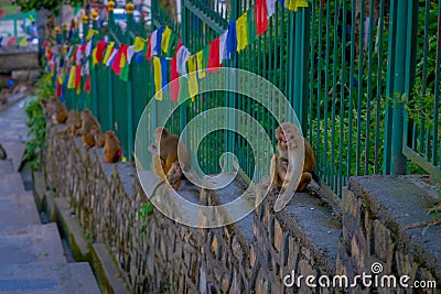 KATHMANDU, NEPAL OCTOBER 15, 2017: Family of monkeys sitting at outdoors with prayer flags near swayambhunath stupa Stock Photo