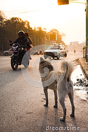 Kathmandu street dog Editorial Stock Photo