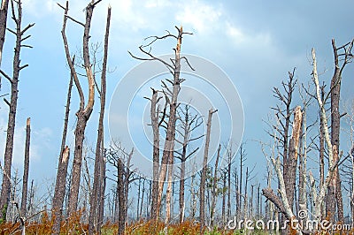 Katrina Destruction Stock Photo