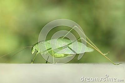 Katydid Tettigoniidae Stock Photo