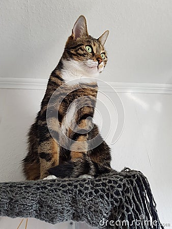 Katze Stock Photo