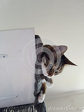 Katze Stock Photo