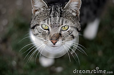 Katze Stock Photo