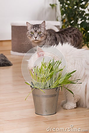 Two cats in a living room Stock Photo