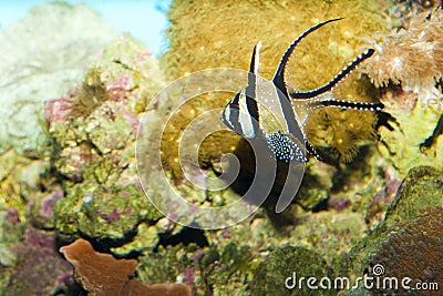 Kaudern's Cardinalfish in Aquarium Stock Photo