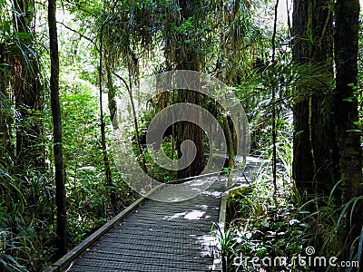 Tane Mahuta Walk, New Zealand Stock Photo