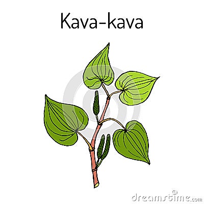 Kava-kava piper methysticum , medicinal plant Vector Illustration