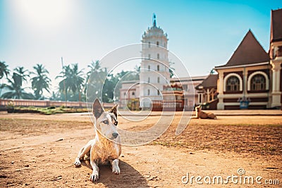 Kavlem, Phonda, Goa, India. Dog Resting Near Shree Shantadurga Mandir, Kavlem Temple. Famous Landmark And Popular Stock Photo