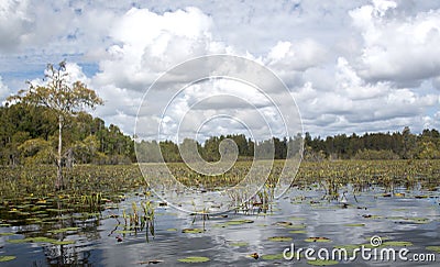 Kayak trail through Chesser Prairie in the Okefenokee Swamp National Wildlife Refuge Conservation Area, Georgia USA Stock Photo