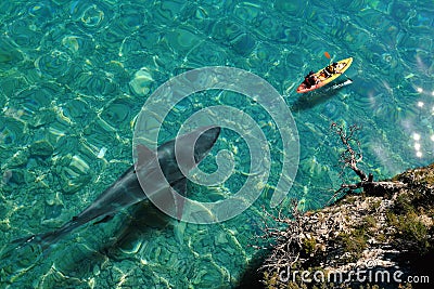 Huge great white shark approaching sea kayak. Stock Photo