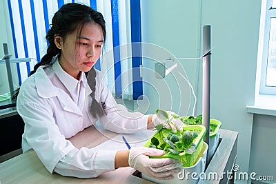 2019-09-01, Kazakhstan, Kostanay. Hydroponics. Asian girl in a white coat talks about growing zucchini in the school lab. Growing Editorial Stock Photo