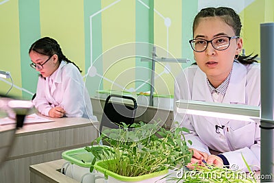2019-09-01, Kazakhstan, Kostanay. Hydroponics. Schoolgirl with glasses and a white coat talks about lentils and wheat sprouts. Editorial Stock Photo