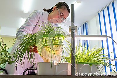 2019-09-01, Kazakhstan, Kostanay. Hydroponics. A young female laboratory technician examines Asian plants and roots grown without Editorial Stock Photo