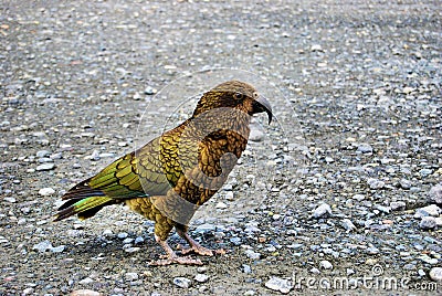 Kea bird Stock Photo