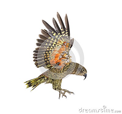 Kea Bird, Nestor notabilis, or Alpine parrot, flying, isolated Stock Photo