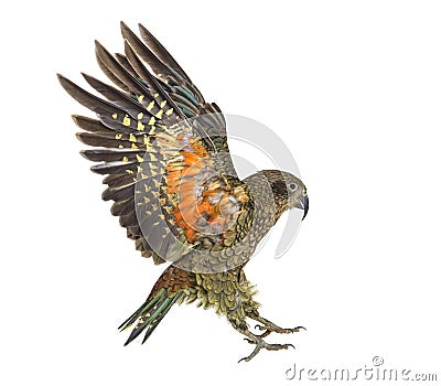 Kea Bird, Nestor notabilis, or Alpine parrot, flying, isolated Stock Photo