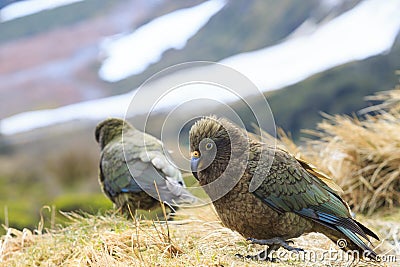 Kea bird parrot in new zealand natural wild Stock Photo