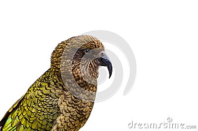 Kea bird (New Zealand Alpine Parrot) on white blackground Stock Photo