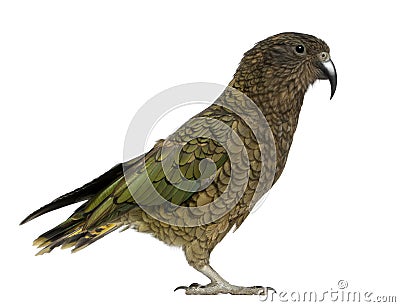 Kea, Nestor notabilis Stock Photo