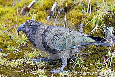 The kea Nestor notabilis, a large species of parrot of the family Strigopidae found in forested and alpine regions of the South Stock Photo