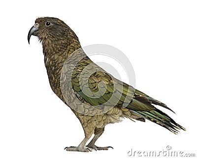 Kea, Nestor notabilis, a parrot Stock Photo